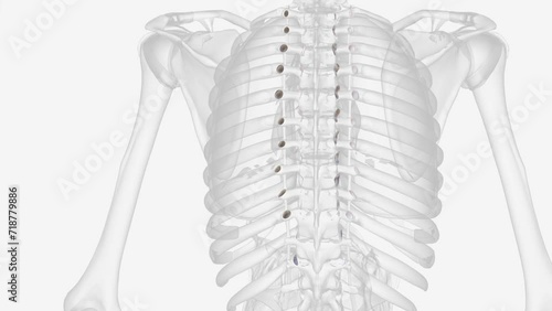 The costovertebral joints describe two groups of synovial plane joints which connect the proximal end of the ribs with their corresponding vertebrae photo
