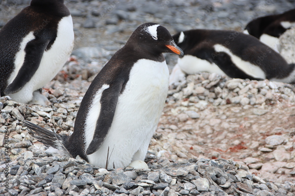 Fototapeta premium Gentoo Penguin (Pygoscelis papua) nesting at Brown Bluff, Antarctica.