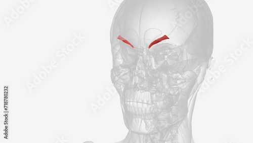 Corrugator supercilii is a paired muscle found deep to the medial end of each eyebrow.