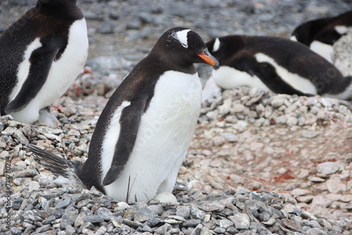 Gentoo Penguin (Pygoscelis papua) nesting at Brown Bluff, Antarctica.