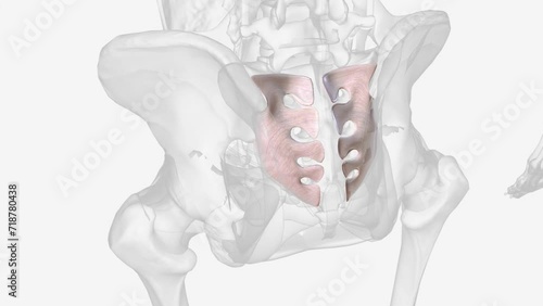 Interosseous sacroiliac ligament 3d medical photo