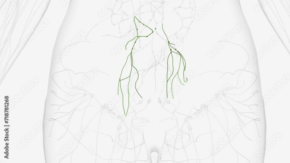 These are broadly referred to as mesenteric lymph nodes and, more specifically, ileocolic . These are broadly referred to as mesenteric lymph nodes and, more specifically, ileocolic .