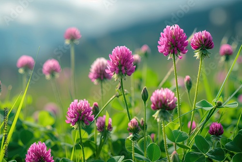 Close up wild red clover in a meadow.