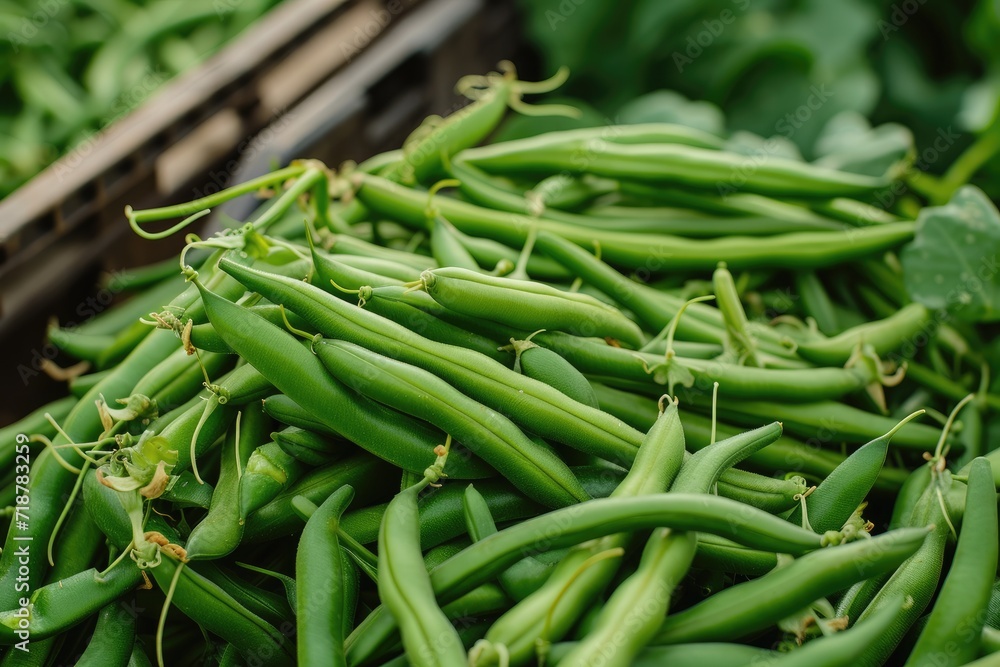 Heap of freshly picked green beans. Harvesting, autumn. Heap of freshly picked green beans. Harvesting, autumn.