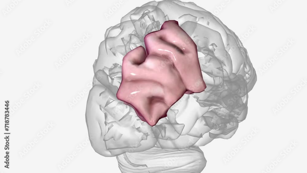 The angular gyrus is a region of the brain in the parietal lobe, that ...