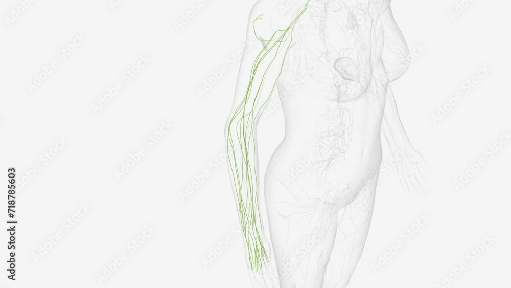 Superficial Iyrnphatics of right upper limb . Superficial Iyrnphatics of right upper limb .
