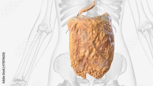 The peritoneum is a continuous membrane which lines the abdominal cavity and covers the abdominal organs .