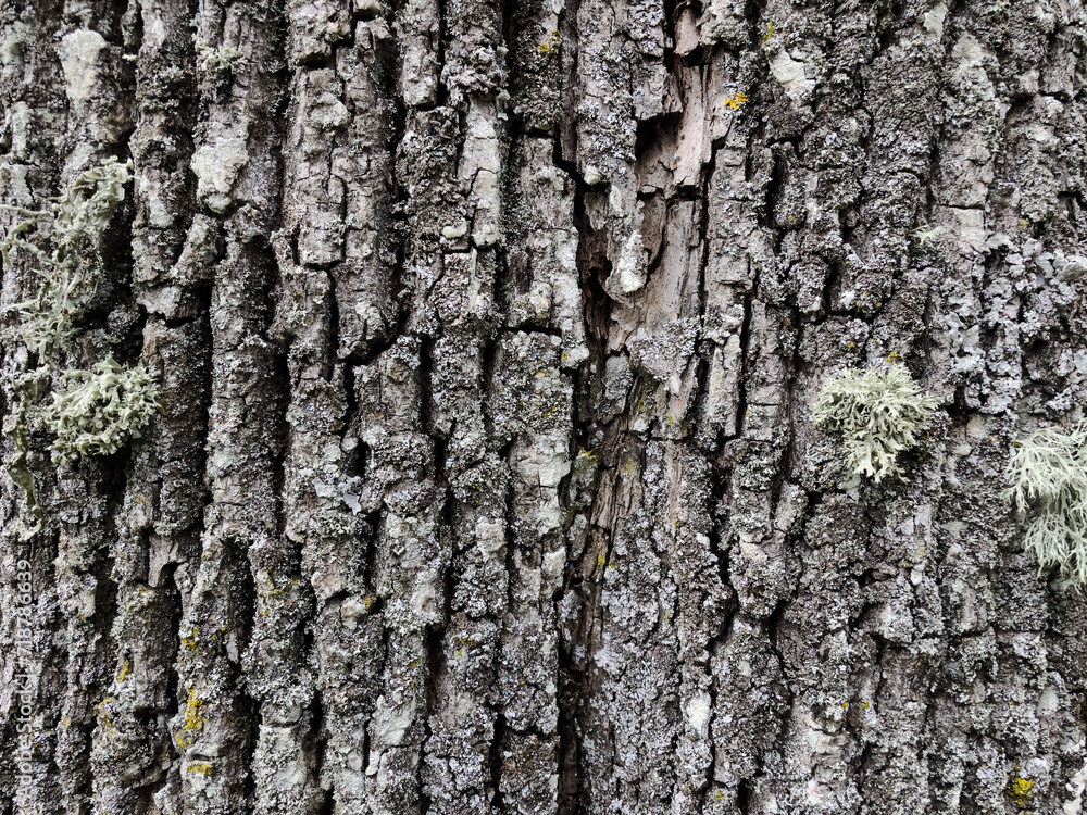 Fototapeta premium bark of a tree with moss close up texture