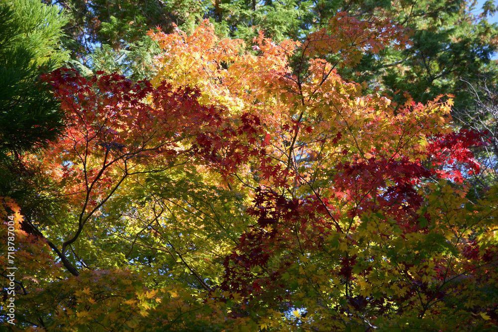 秋の曼殊院 参道の紅葉 京都市左京区 秋の曼殊院 参道の紅葉 京都市左京区