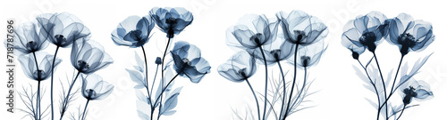 X-ray flowers on white background. 