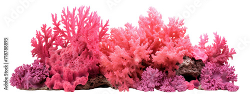 Pink coral reef cut out photo