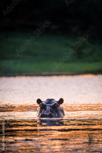 Hippopotamus at sunset in Okavango Delta, Botswana