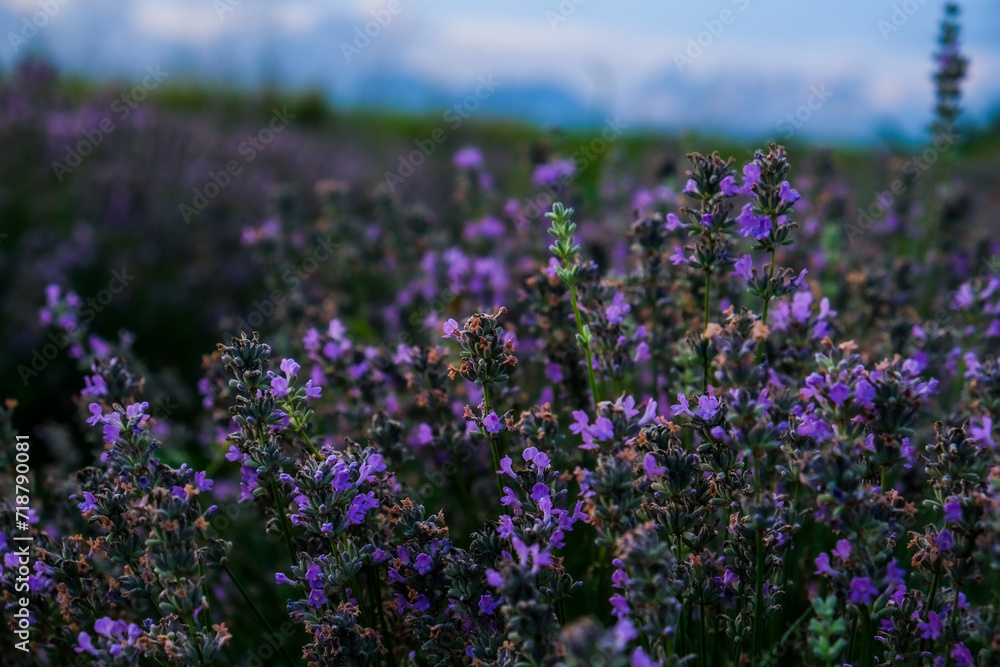 Sunset over a violet lavender field .Valensole lavender fields, Provence, Albania Sunset over a violet lavender field .Valensole lavender fields, Provence, Albania