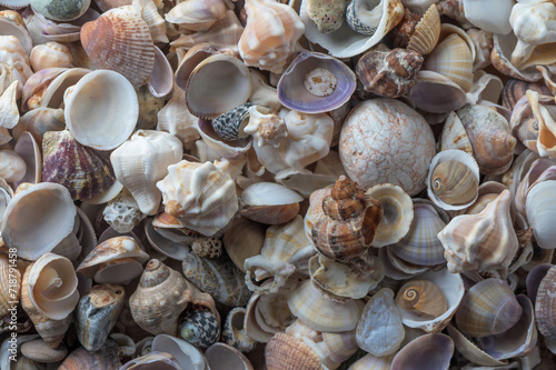 beautiful Mediterranean seashells as background 4