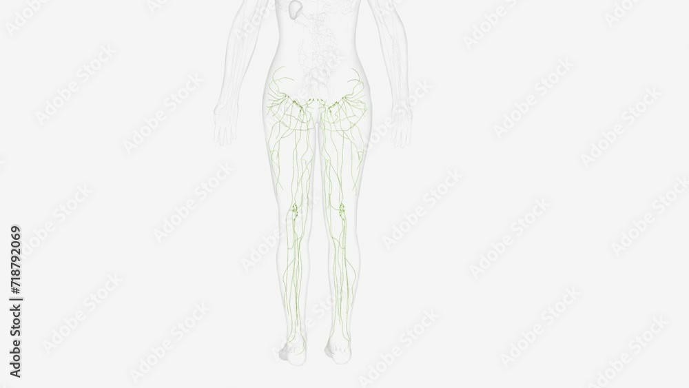 he lymphatic vessels of the lower limb can be divided into two major groups superficial vessels and deep vessels. he lymphatic vessels of the lower limb can be divided into two major groups superficial vessels and deep vessels.