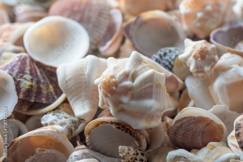 beautiful Mediterranean seashells as background 3