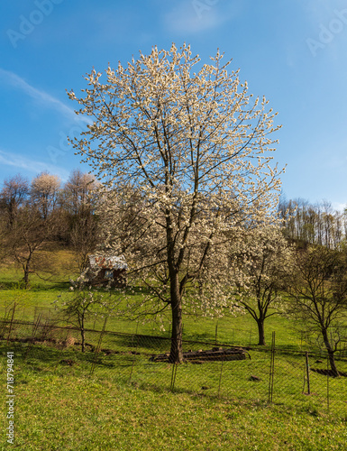 Springtime countryside with blossoming trees, meadow and small gatden chalet