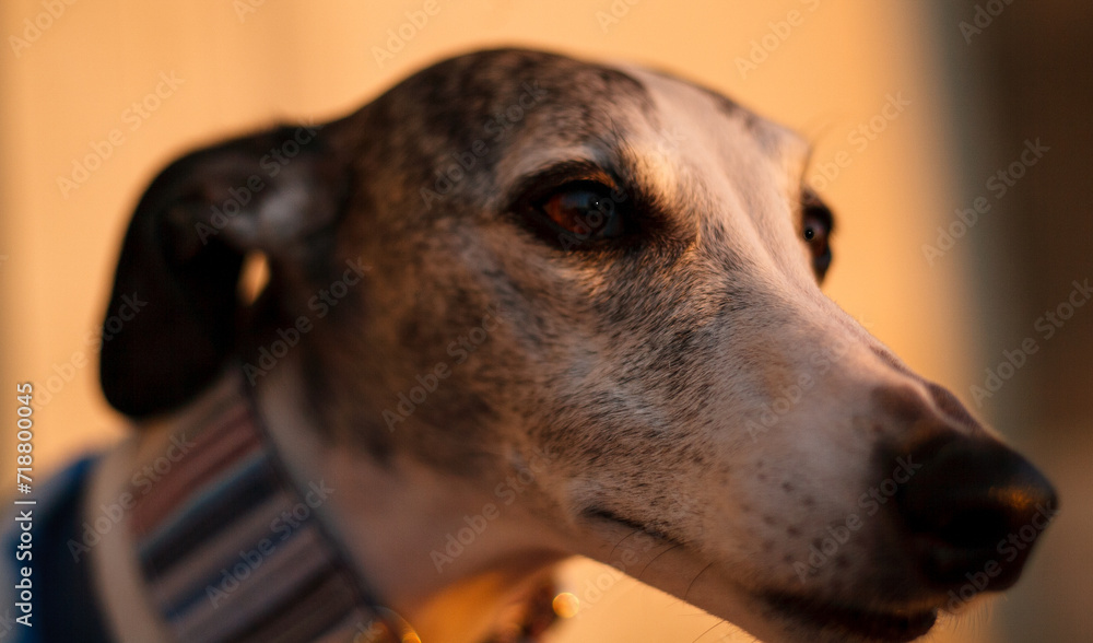 close up of a dog, whippet, portrait