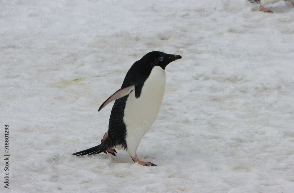 Fototapeta premium Adelie Penguin (Pygosce;is adeliae), Brown Bluff, Antarctica.