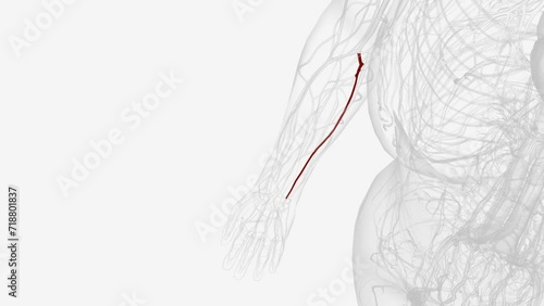 The ulnar artery is the main blood vessel, with oxygenated blood, of the medial aspects of the forearm . photo