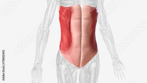 The external oblique muscle is one of the outermost abdominal muscles, extending from the lower half of the ribs around and down to the pelvis.