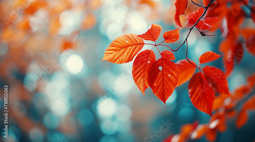 Autumn yellow maple leaves