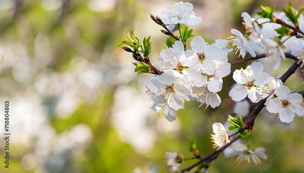 Cherry tree branch with blooming flowers in garden over bokeh background