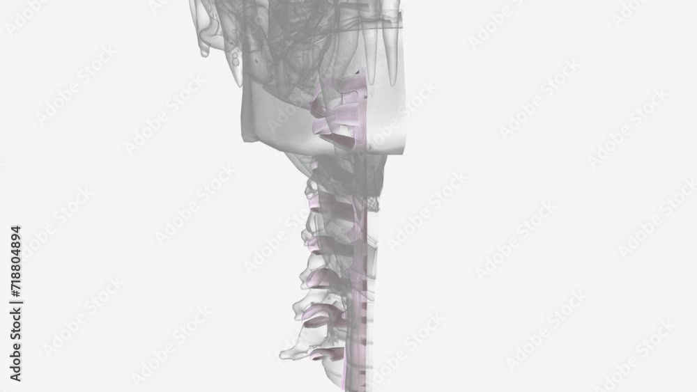 Three of the more important ligaments in the spine are the ligamentum