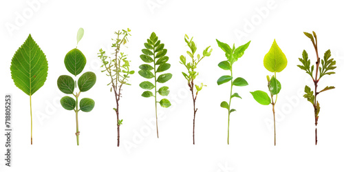 variety of tree seedlings with different leaf shapes, conveying the diversity and beauty of nature's early stages on a clean white surface photo