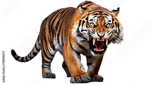 Ferocious tiger on a white background