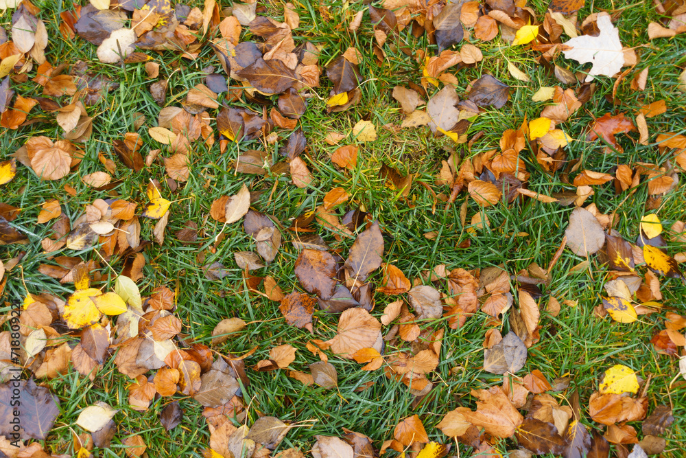 Cover of wet brown and yellow fallen leaves on green grass in November
