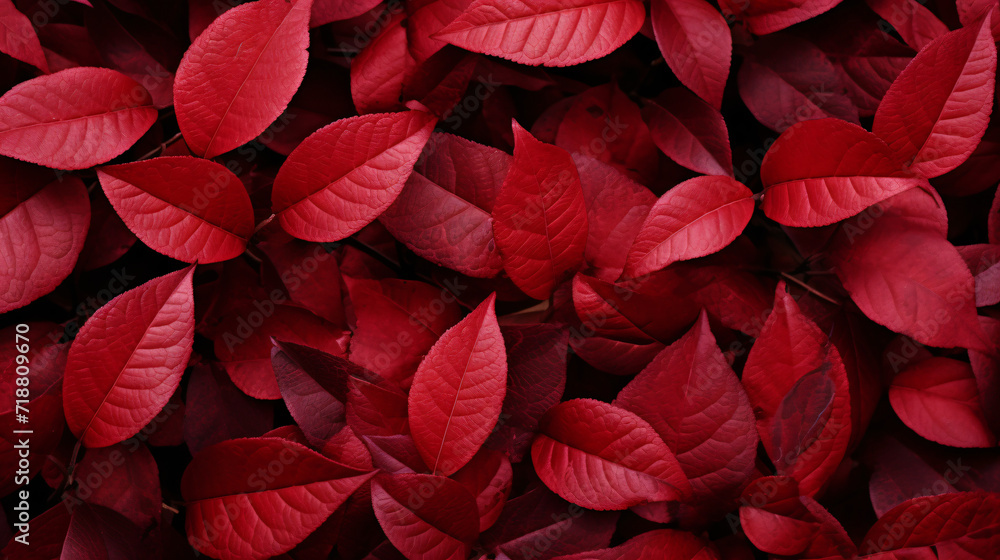 Thick red leaves on a bush in the park leaf