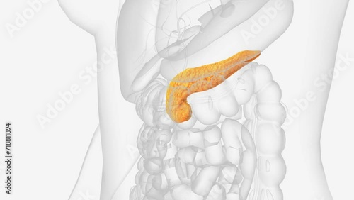 The pancreas is an organ located in the abdomen .