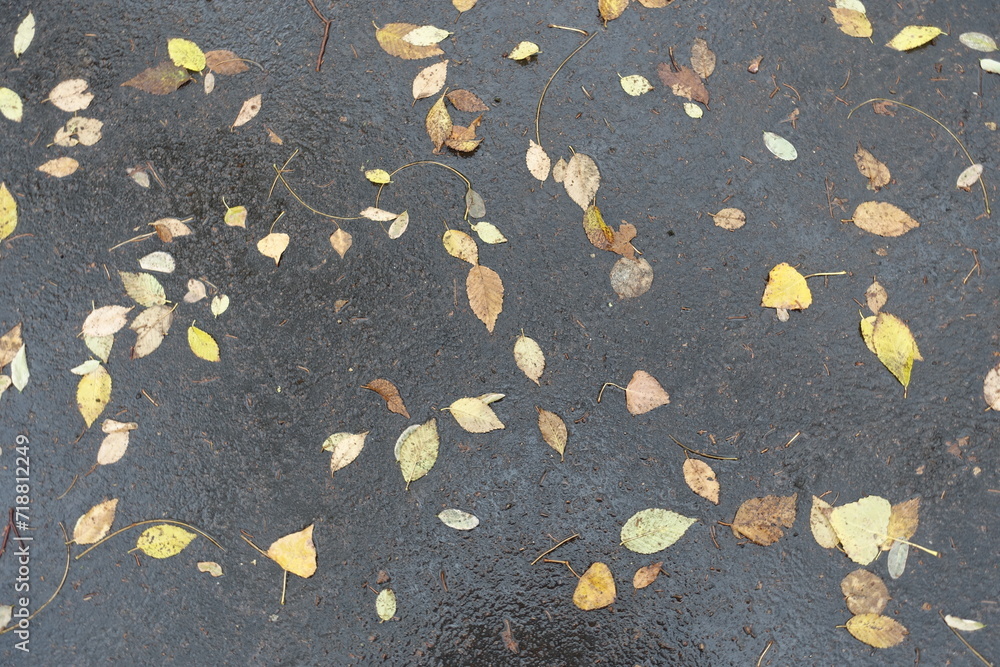 Yellow and brown fallen leaves on wet asphalt in November Yellow and brown fallen leaves on wet asphalt in November