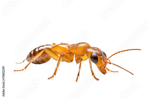 Termite Isolated on Transparent Background