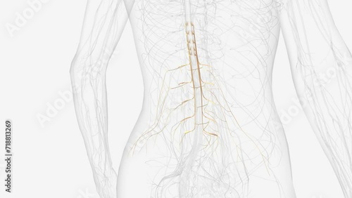 The lumbar plexus in the human arises from T12, L1, L2, L3, and L4 spinal nerves. photo