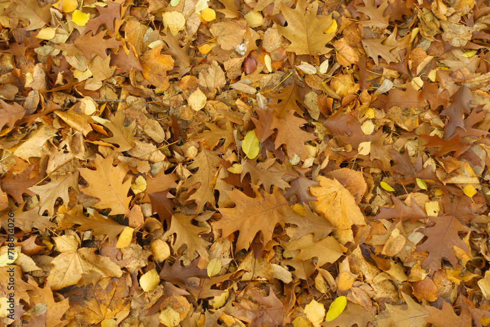 Layer of brown fallen leaves of northern red oak on the ground in November Layer of brown fallen leaves of northern red oak on the ground in November