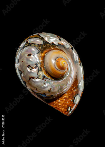 South African Turban Shell on a black background photo