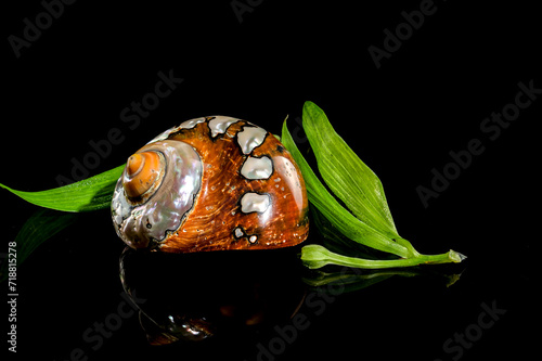 South African Turban Shell on a black background photo