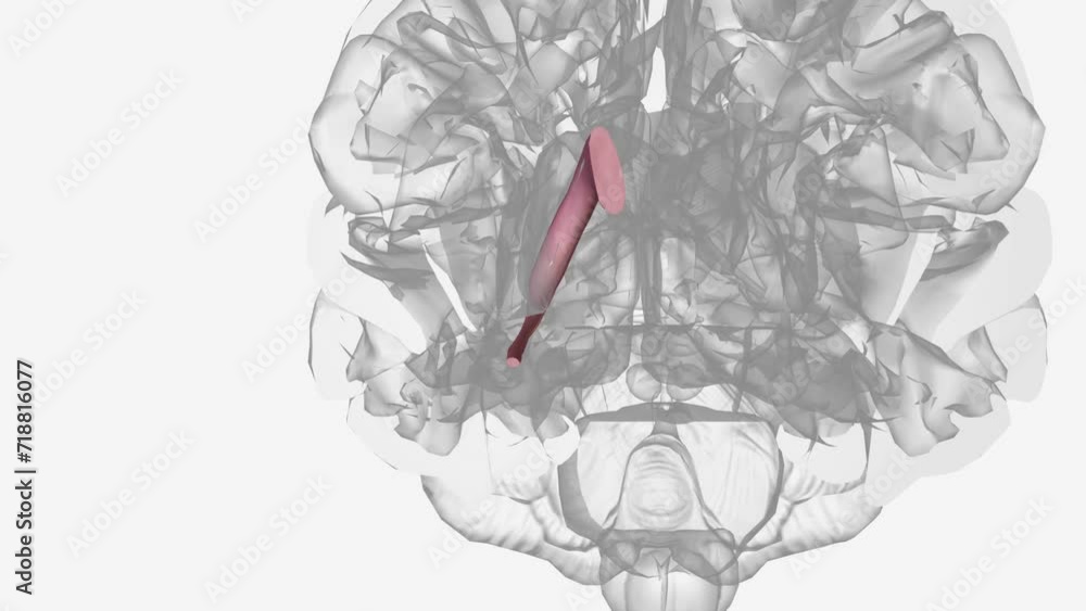 The caudate nucleus is one of the structures that make up the corpus