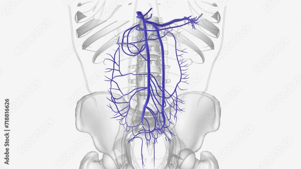 he hepatic portal system is the system of veins that transports blood ...