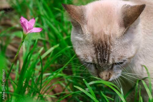 Photography Close up of big p colored cat sniffing wild lilies Zephyranthes grandiflora flowers Rain Lily, in the garden