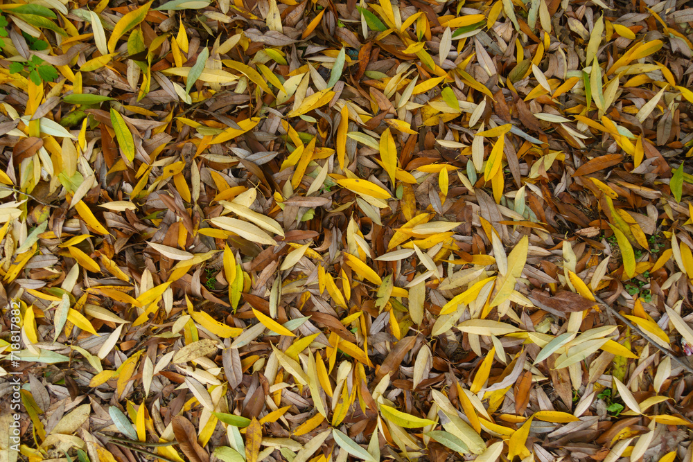 Backdrop - fallen leaves of willow on the ground in November Backdrop - fallen leaves of willow on the ground in November