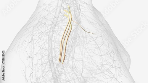 The brachial plexus is a network of nerves in the shoulder that carries movement . photo