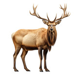 Elk clip art