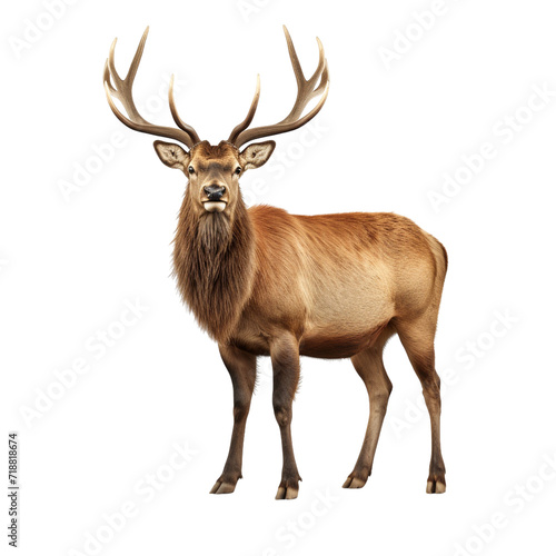 Elk clip art © Alexander