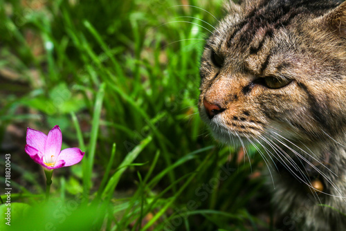 Canvas Print Close up of big brown cat smelling wild lilies Zephyranthes grandiflora flowers Rain Lily, in the garden
