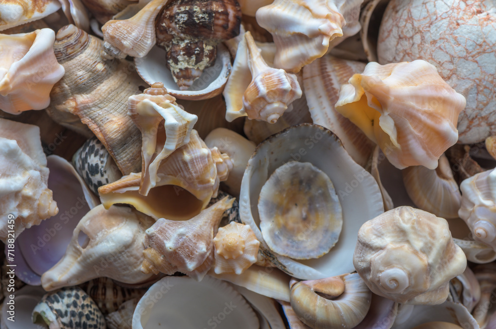 beautiful Mediterranean seashells as background 9 beautiful Mediterranean seashells as background 9