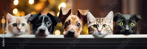 A cats and a dogs peeking out from behind a wooden board. Cute puppy and kitten with a defocused background. Promotional banner for animal shelter, pet shop or vet clinic.