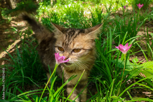 Photography Close up of a cat sniffing wild lilies Zephyranthes grandiflora flowers Rain Lily, in the garden